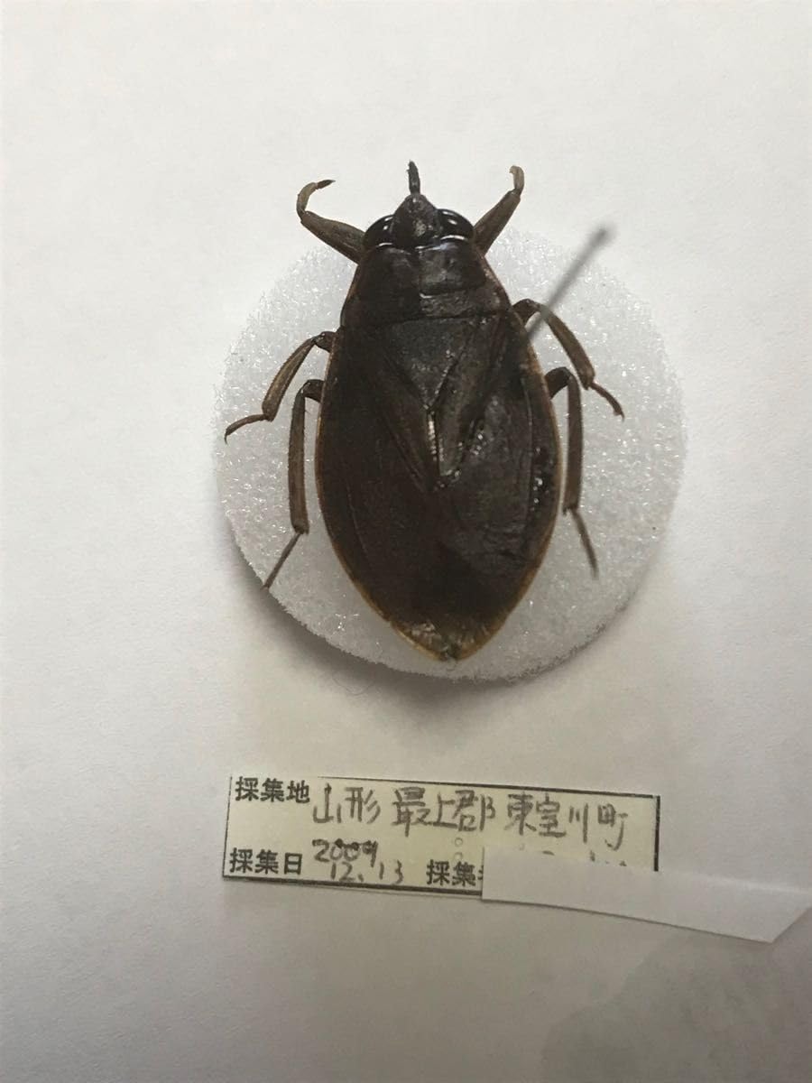 Amazon.co.jp: 水棲昆虫マニア必見コオイムシ 標本 : ペット用品
